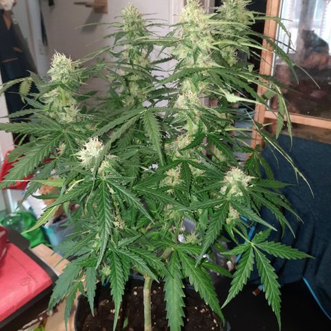 1 Royal Bluematic/ 1 Royal Haze growlog timeline photo