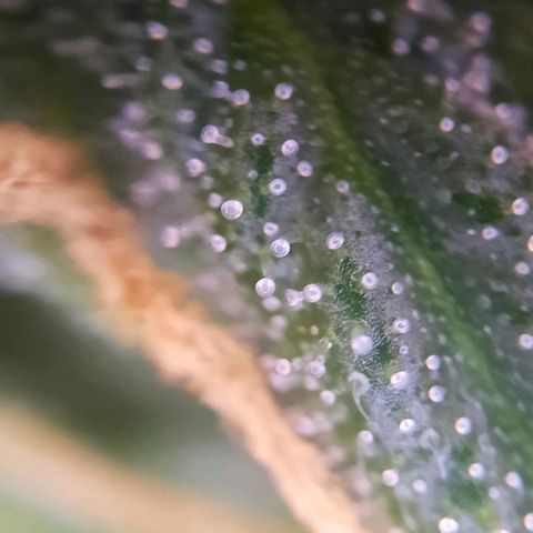 Quick One growlog timeline photo