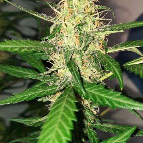 Quick One growlog timeline photo