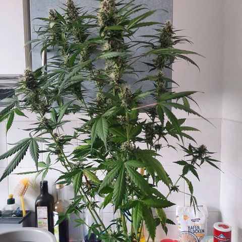Quick One growlog timeline photo