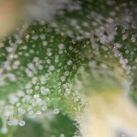 Quick One growlog timeline photo