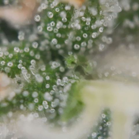 Quick One growlog timeline photo