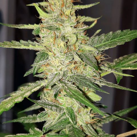 Quick One growlog timeline photo