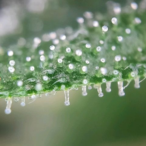 Quick One growlog timeline photo