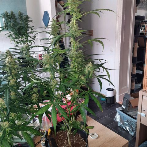 Quick One growlog timeline photo
