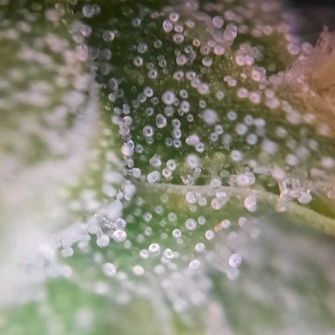 Quick One growlog timeline photo