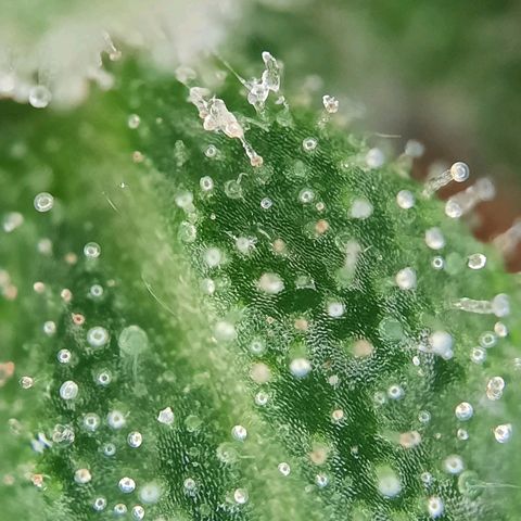 Quick One growlog timeline photo