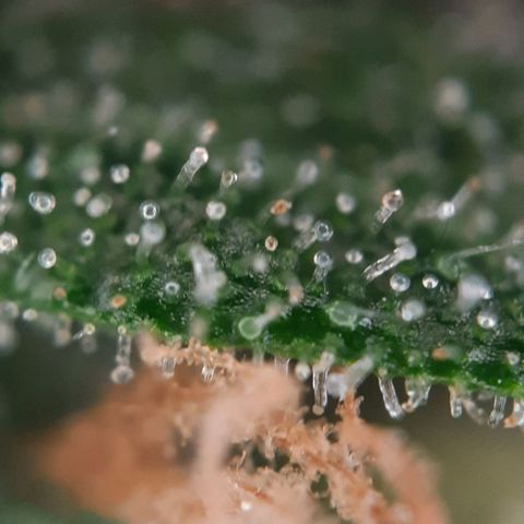 1 Royal Bluematic/ 1 Royal Haze growlog timeline photo