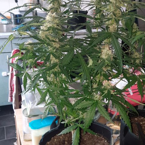 1 Royal Bluematic/ 1 Royal Haze growlog timeline photo