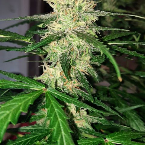 1 Royal Bluematic/ 1 Royal Haze growlog timeline photo