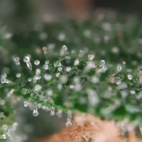 1 Royal Bluematic/ 1 Royal Haze growlog timeline photo