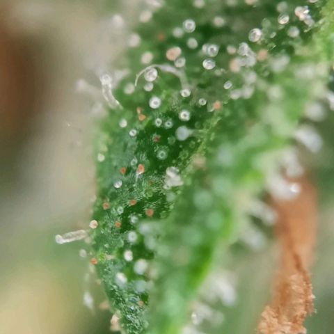 1 Royal Bluematic/ 1 Royal Haze growlog timeline photo