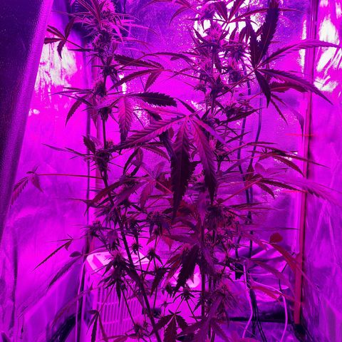 1 Royal Bluematic/ 1 Royal Haze growlog timeline photo