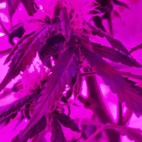 1 Royal Bluematic/ 1 Royal Haze growlog timeline photo