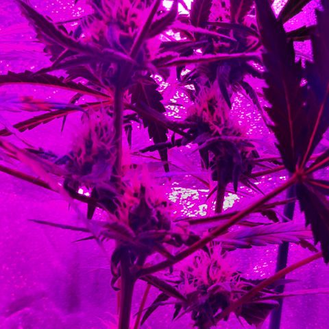 1 Royal Bluematic/ 1 Royal Haze growlog timeline photo