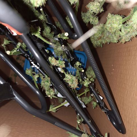 Quick One growlog timeline photo