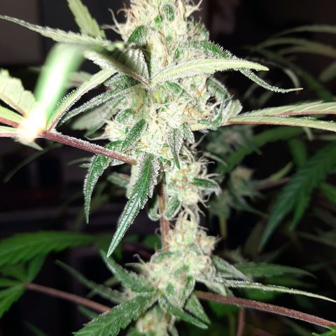 1 Royal Bluematic/ 1 Royal Haze growlog timeline photo