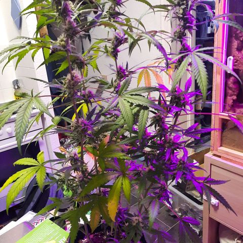 1 Royal Bluematic/ 1 Royal Haze growlog timeline photo
