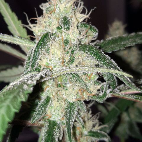 1 Royal Bluematic/ 1 Royal Haze growlog timeline photo