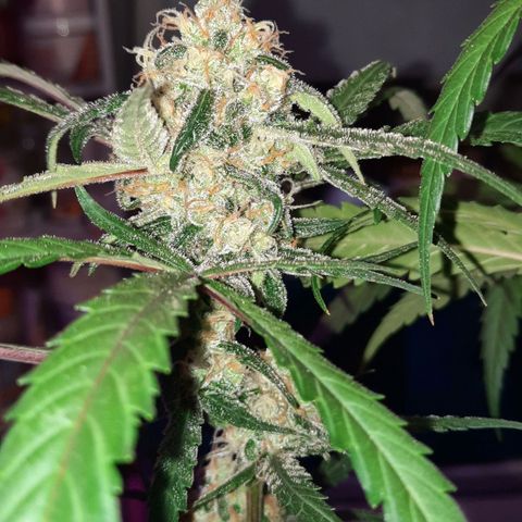 1 Royal Bluematic/ 1 Royal Haze growlog timeline photo