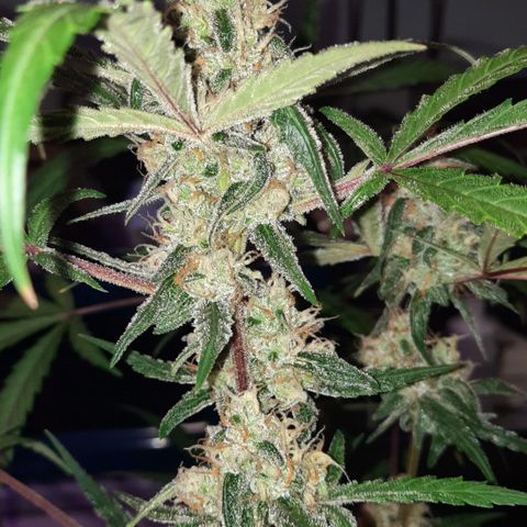 1 Royal Bluematic/ 1 Royal Haze growlog timeline photo