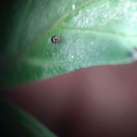 1 Royal Bluematic/ 1 Royal Haze growlog timeline photo