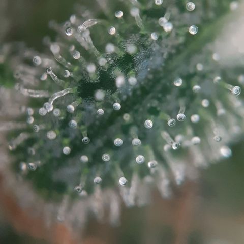 1 Royal Bluematic/ 1 Royal Haze growlog timeline photo
