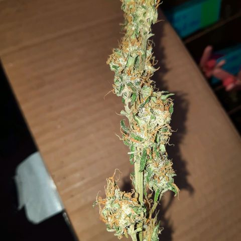 Quick One growlog timeline photo
