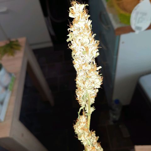 Quick One growlog timeline photo