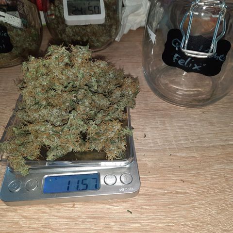 Quick One growlog timeline photo