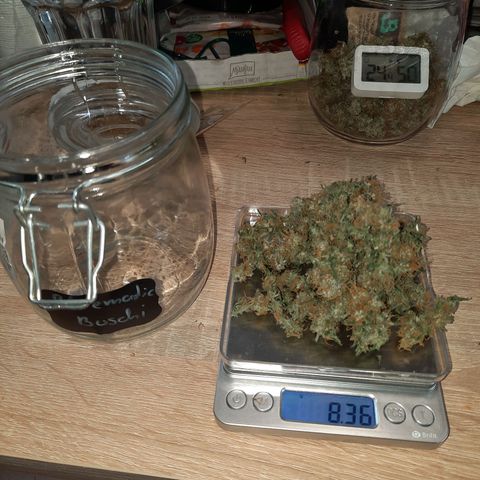 1 Royal Bluematic/ 1 Royal Haze growlog timeline photo