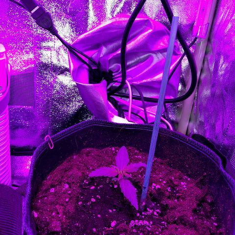 Quick One #2 growlog timeline photo
