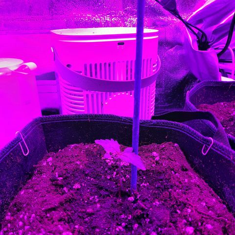 Quick One #2 growlog timeline photo