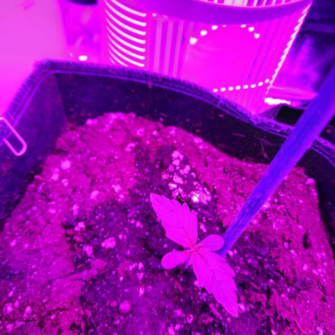 Quick One #2 growlog timeline photo