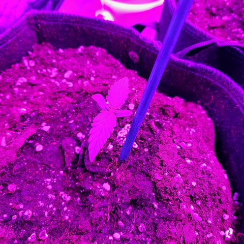 Quick One #2 growlog timeline photo