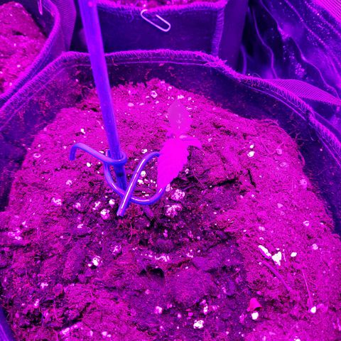 Quick One #2 growlog timeline photo