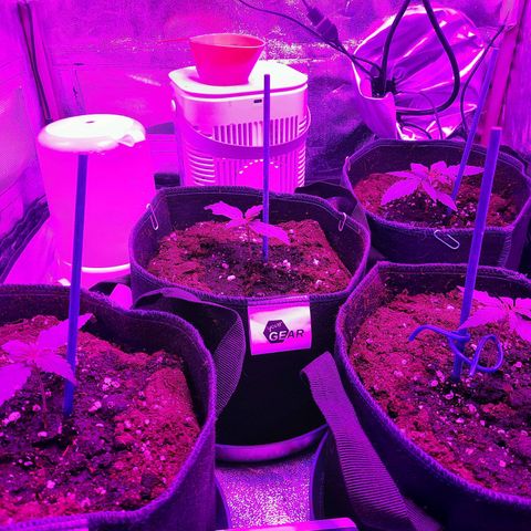 Quick One #2 growlog timeline photo