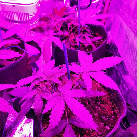 Quick One #2 growlog timeline photo