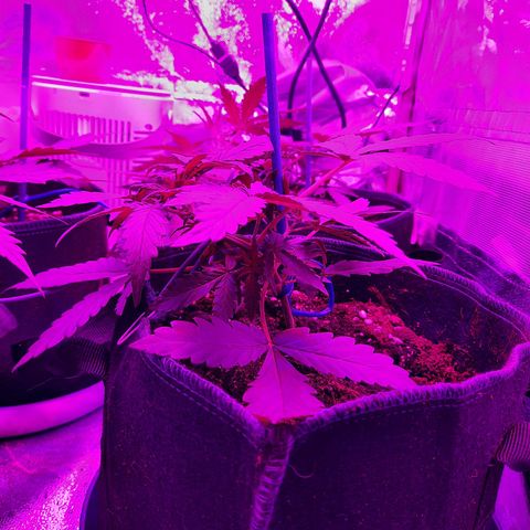 Quick One #2 growlog timeline photo