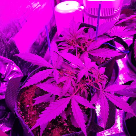 Quick One #2 growlog timeline photo