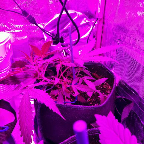 Quick One #2 growlog timeline photo
