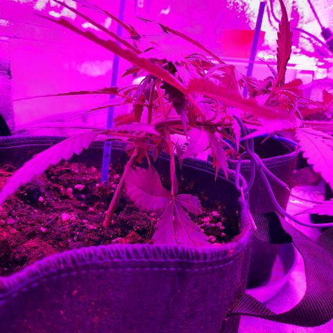 Quick One #2 growlog timeline photo