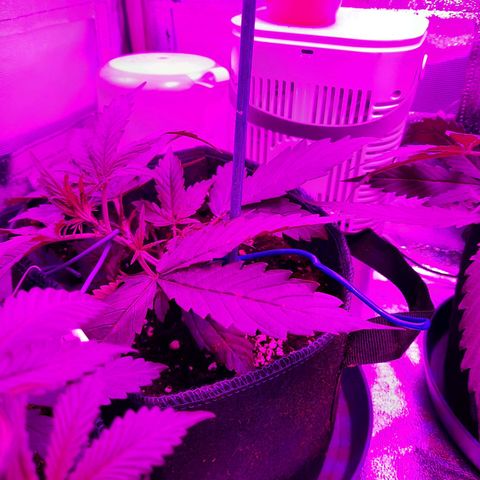 Quick One #2 growlog timeline photo