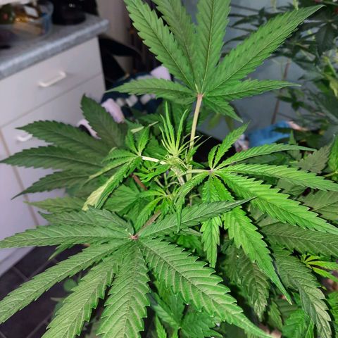Quick One #2 growlog timeline photo