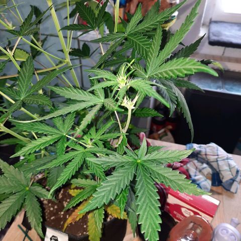 Quick One #2 growlog timeline photo