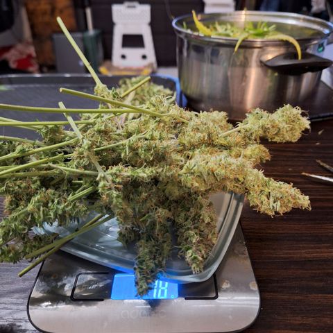 Quick One #2 growlog photo: Die erste ist geerntet - 78g