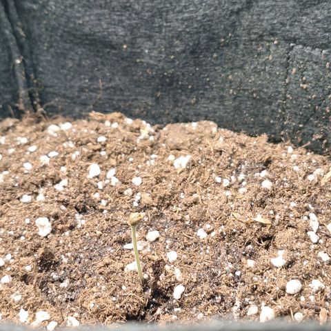Hazelchens #2 growlog timeline photo