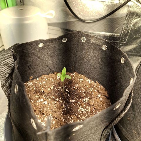 Hazelchens #2 growlog timeline photo