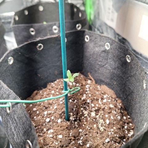 Hazelchens #2 growlog timeline photo