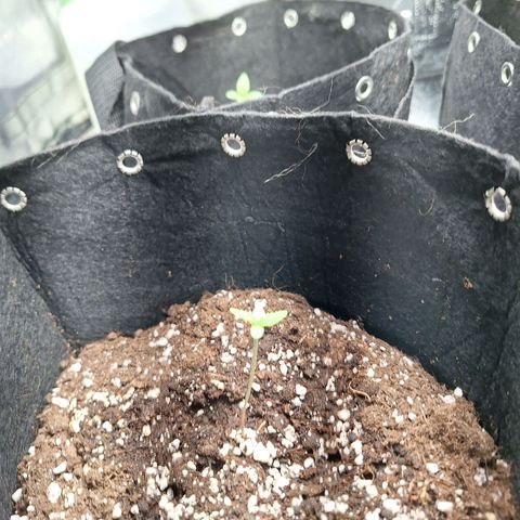 Hazelchens #2 growlog timeline photo
